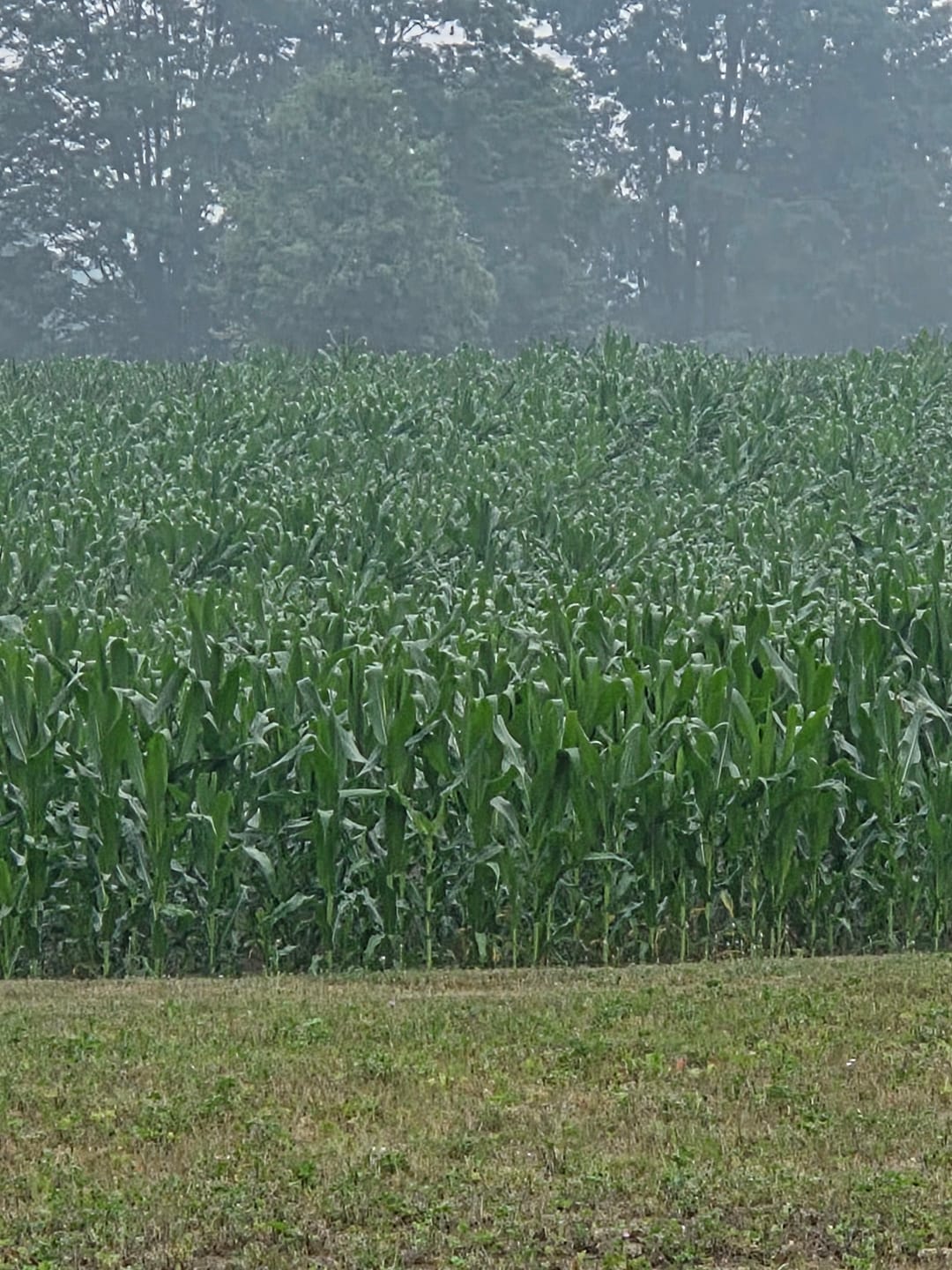 Customer photo review of Glyphosate Tolerant Wildlife Seed Corn
