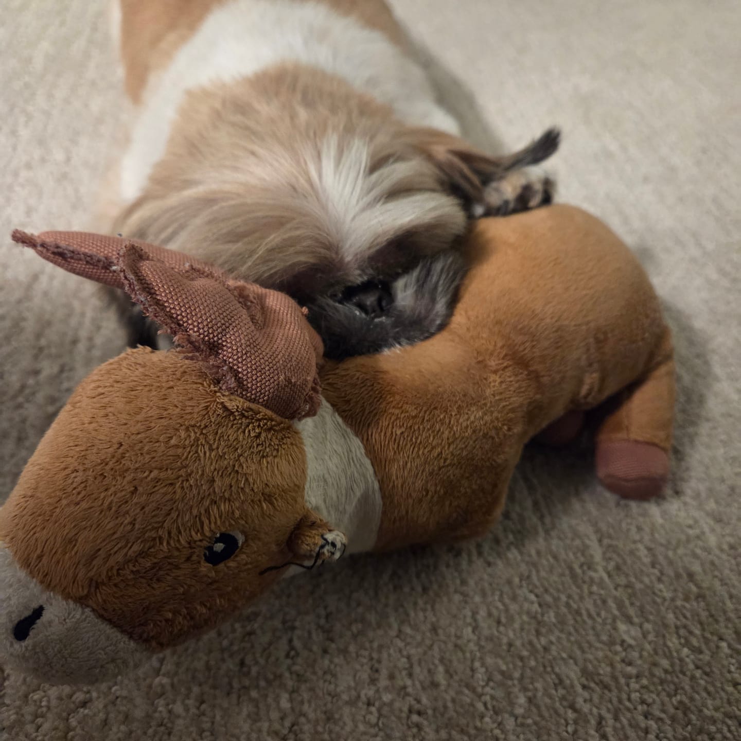 Customer photo review of Clean Earth Plush - 100% Sustainable