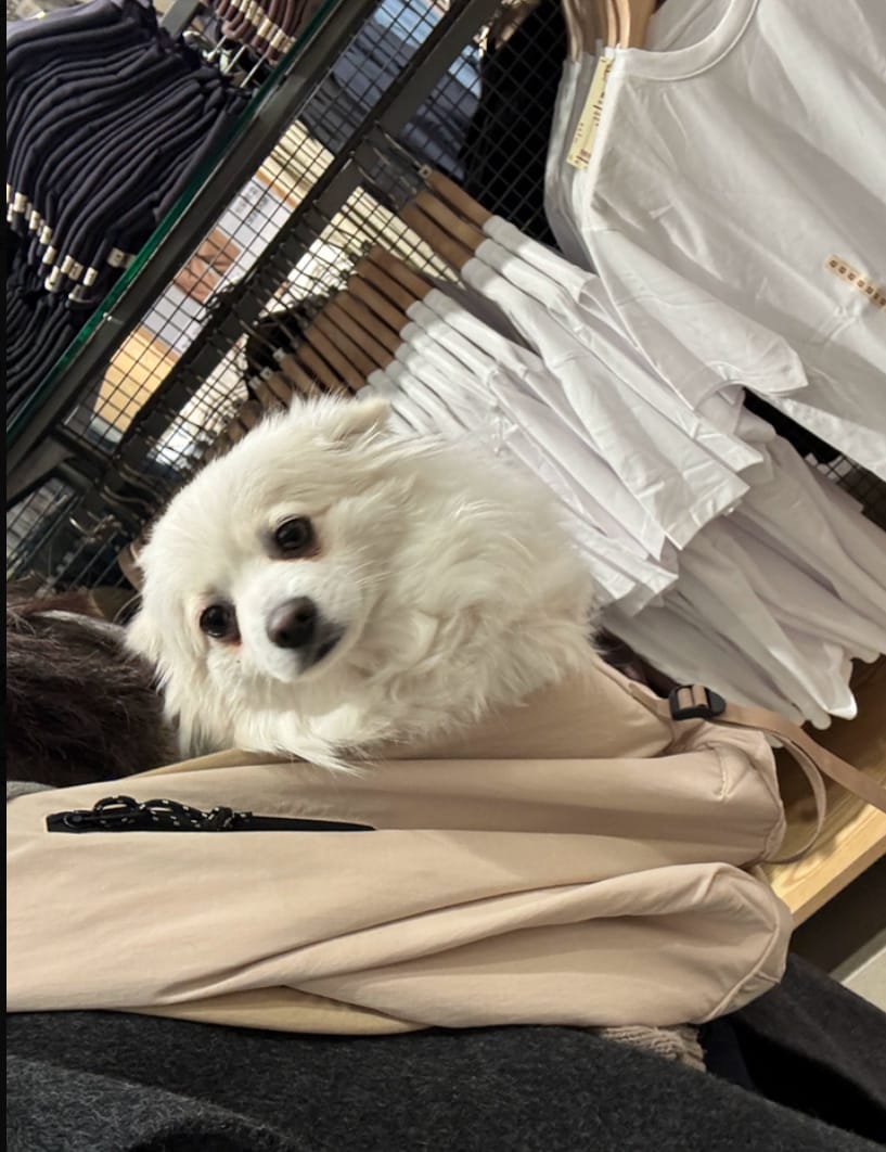 Customer photo review of Ergonomic Portable Hands-Free Pet Sling Carrier