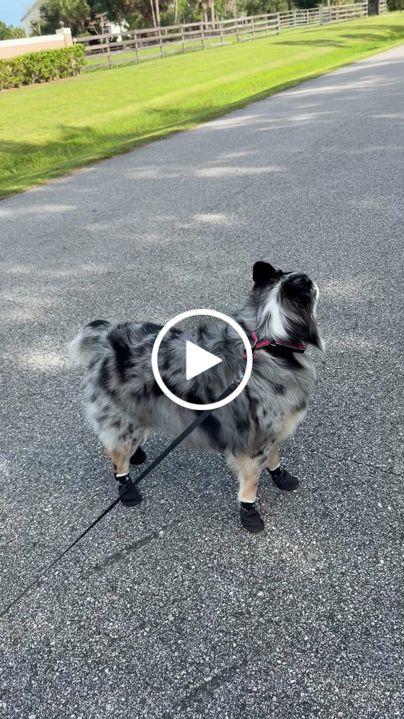 Customer video review of AIR PUP SPRINTERS - SET OF 4