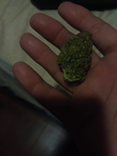 Blackberry™ – Feminized CBD Seeds photo review
