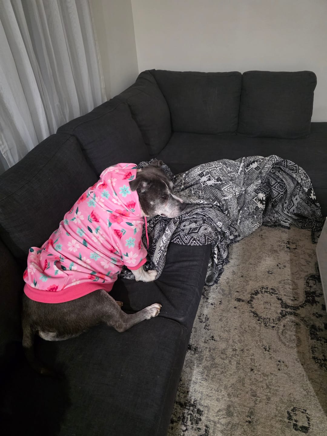Customer photo review of Blossom Dog Hoodie - Pink