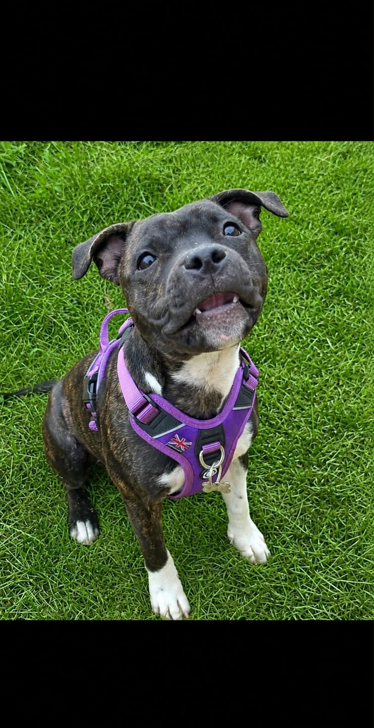 Customer photo review of Anti Pull Hurricane Harness Lighter | With Handle - Purple