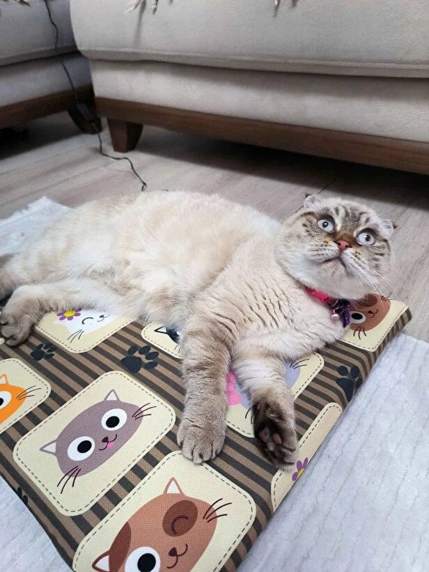 Customer photo review of CatGarden™  Topraksız Kedi Çimi Yetiştirme Seti