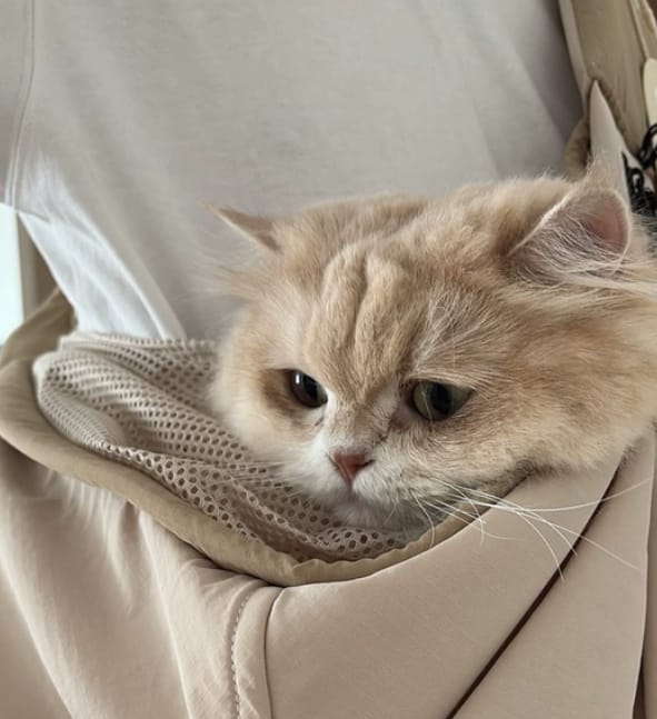 Customer photo review of Ergonomic Portable Hands-Free Pet Sling Carrier