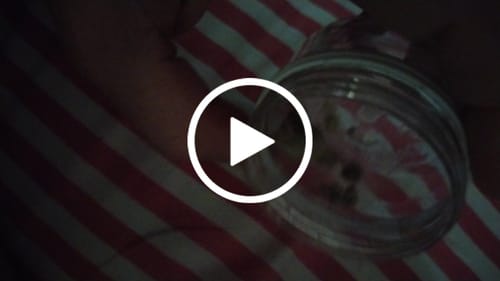 Customer video review of Static 45% THCA