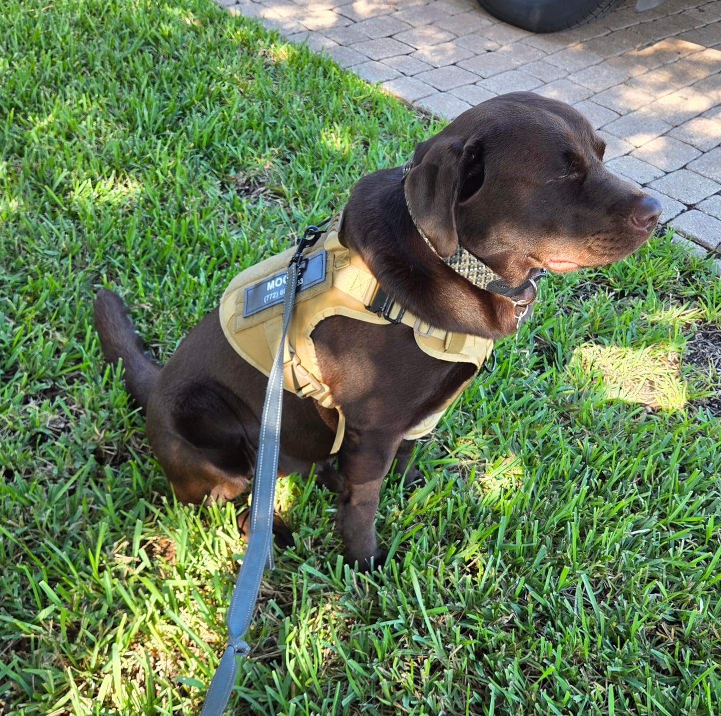 Customer photo review of Team K9® Custom Harness Patch (Printed Pair)