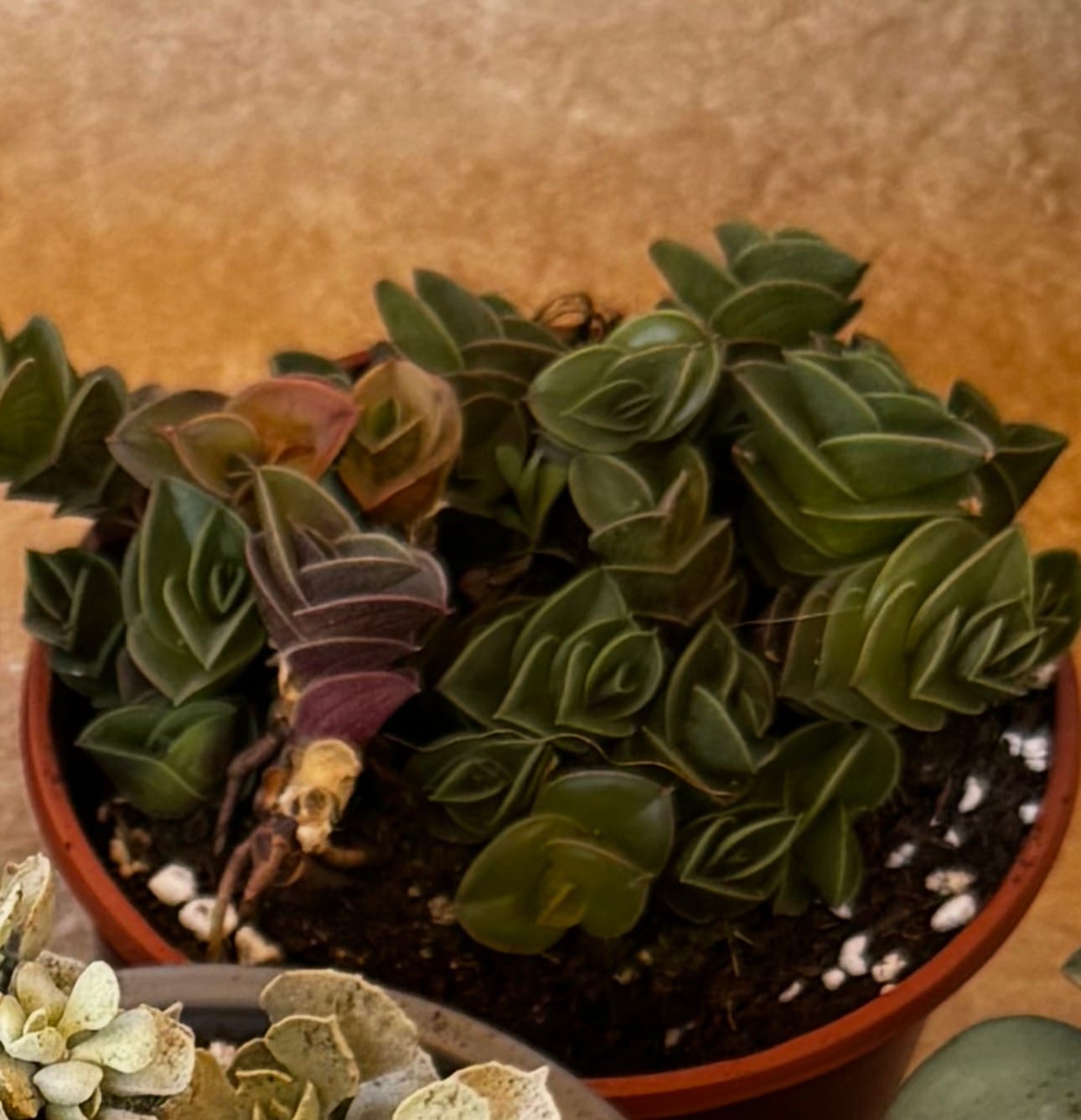 Customer photo review of Tradescantia Navicularis