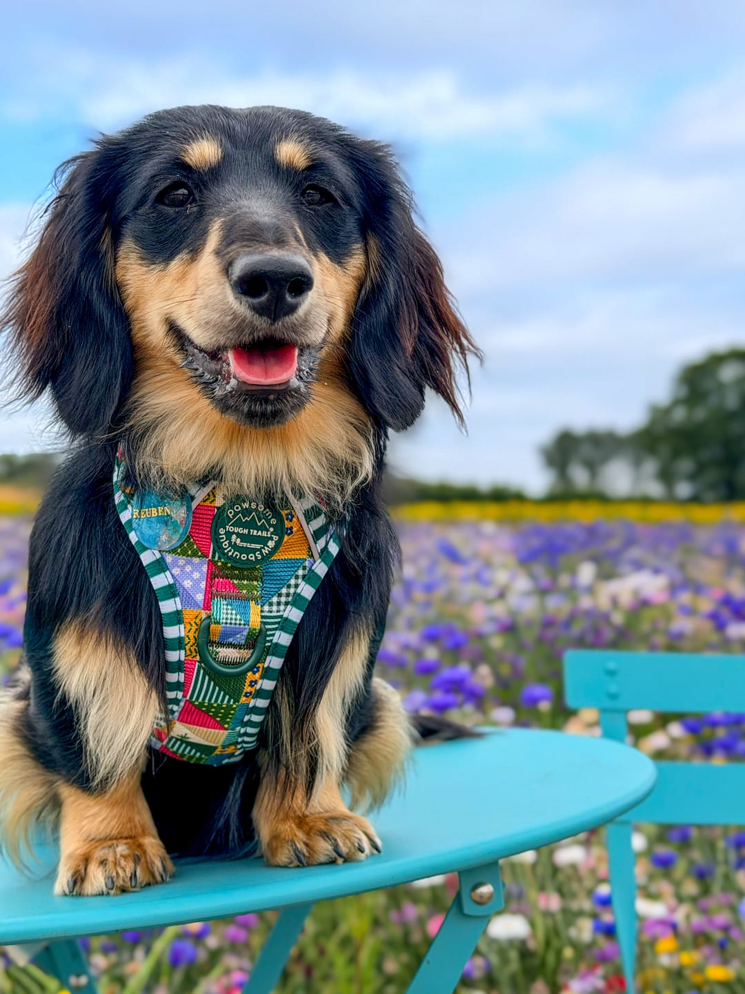 Customer photo review of Tough Trails™ Harness -  Patchwork