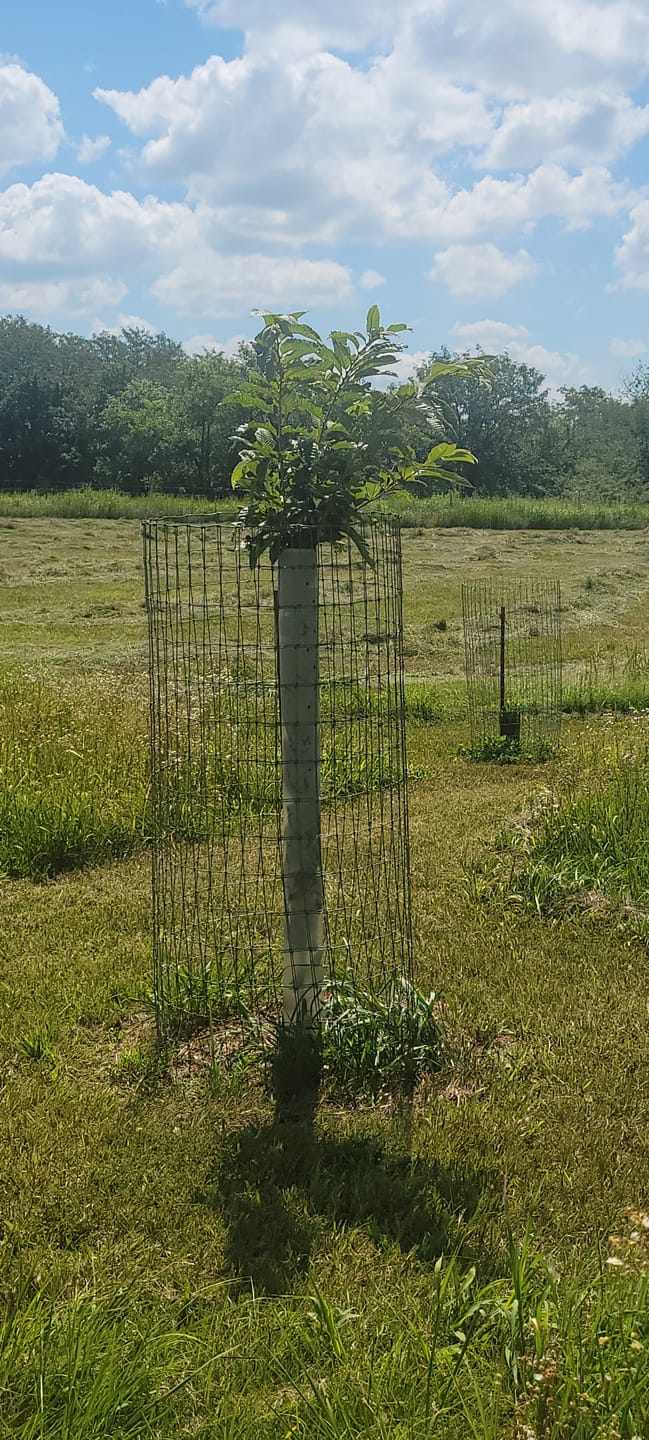 Customer photo review of Hybrid Chestnut