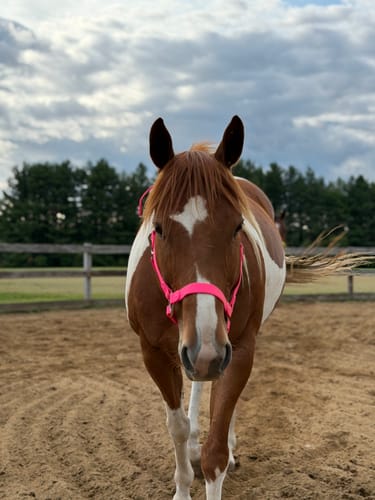 Customer photo review of Mystery Halter - Preorder