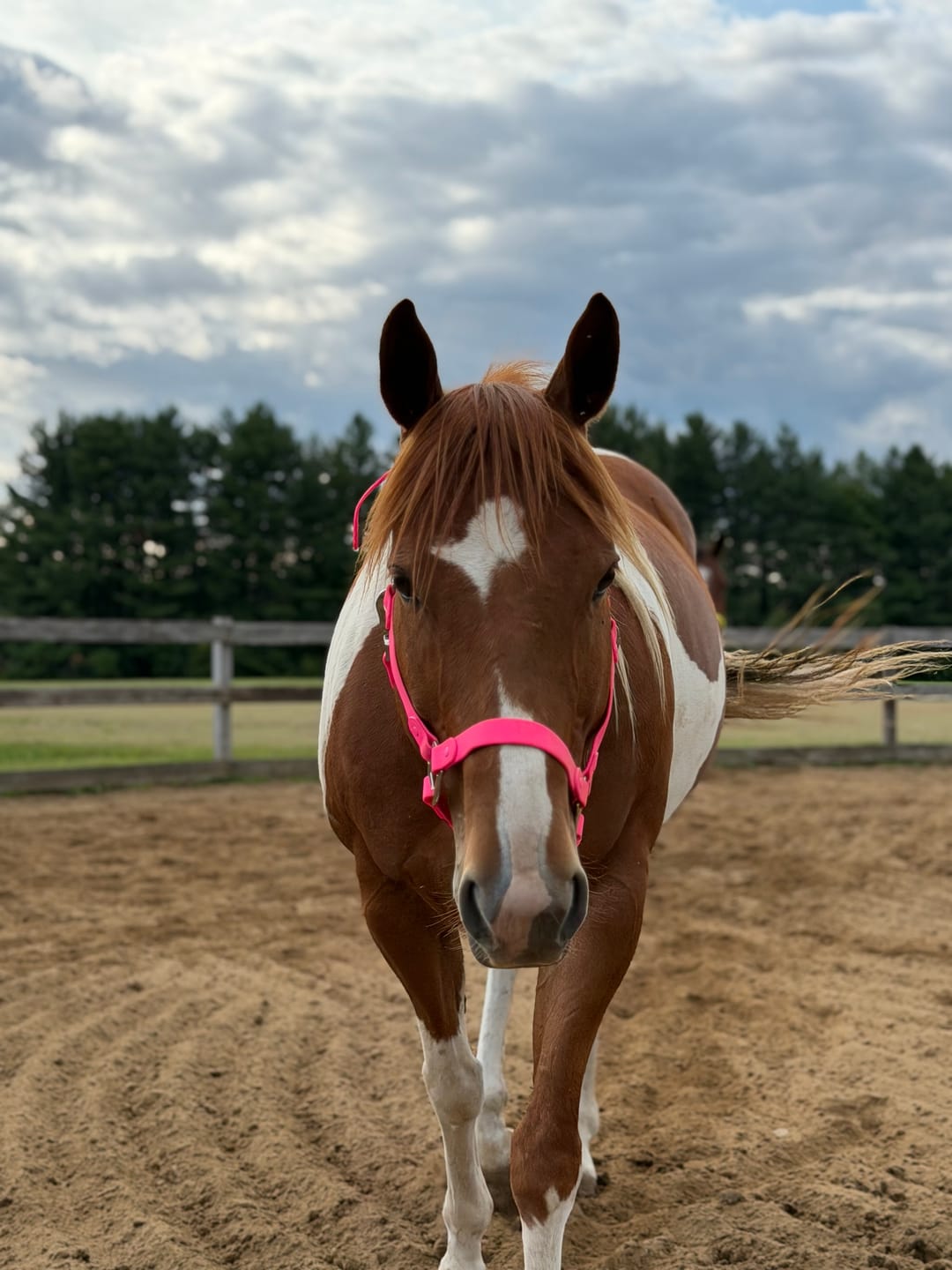 Customer photo review of Mystery Halter - Preorder