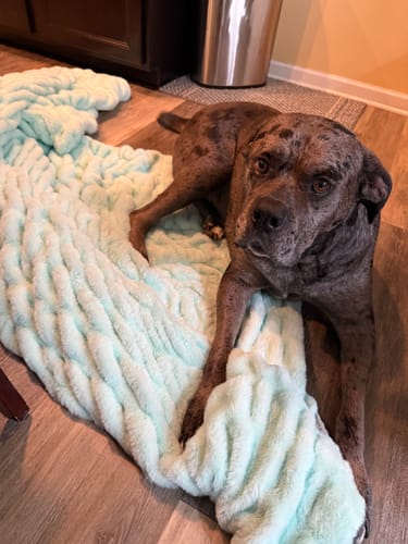 Customer's dog lying on the plush, light blue Hugs Soothing Sea blanket on the floor.