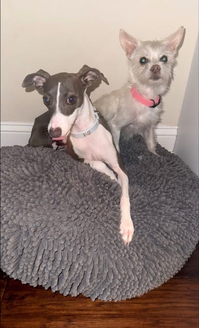 Customer photo review of Boneflex Harness Silver