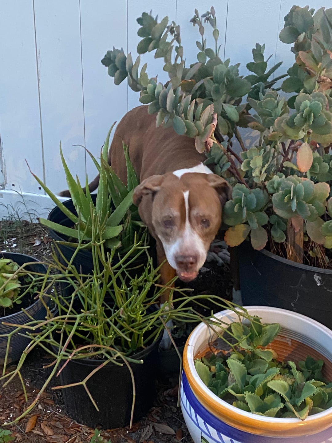 Customer photo review of Dog Eye Infection & Eye Support Remedy
