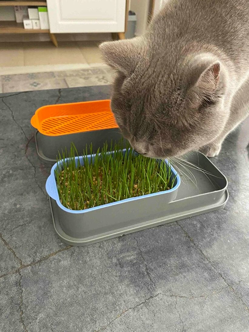 Customer photo review of CatGarden™  Topraksız Kedi Çimi Yetiştirme Seti
