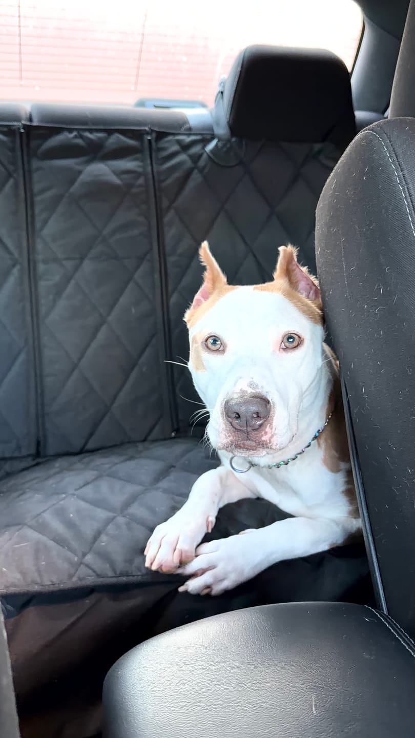 Customer photo review of Rear Seat Cover for Fold Down Seats - No Hammock - Regular
