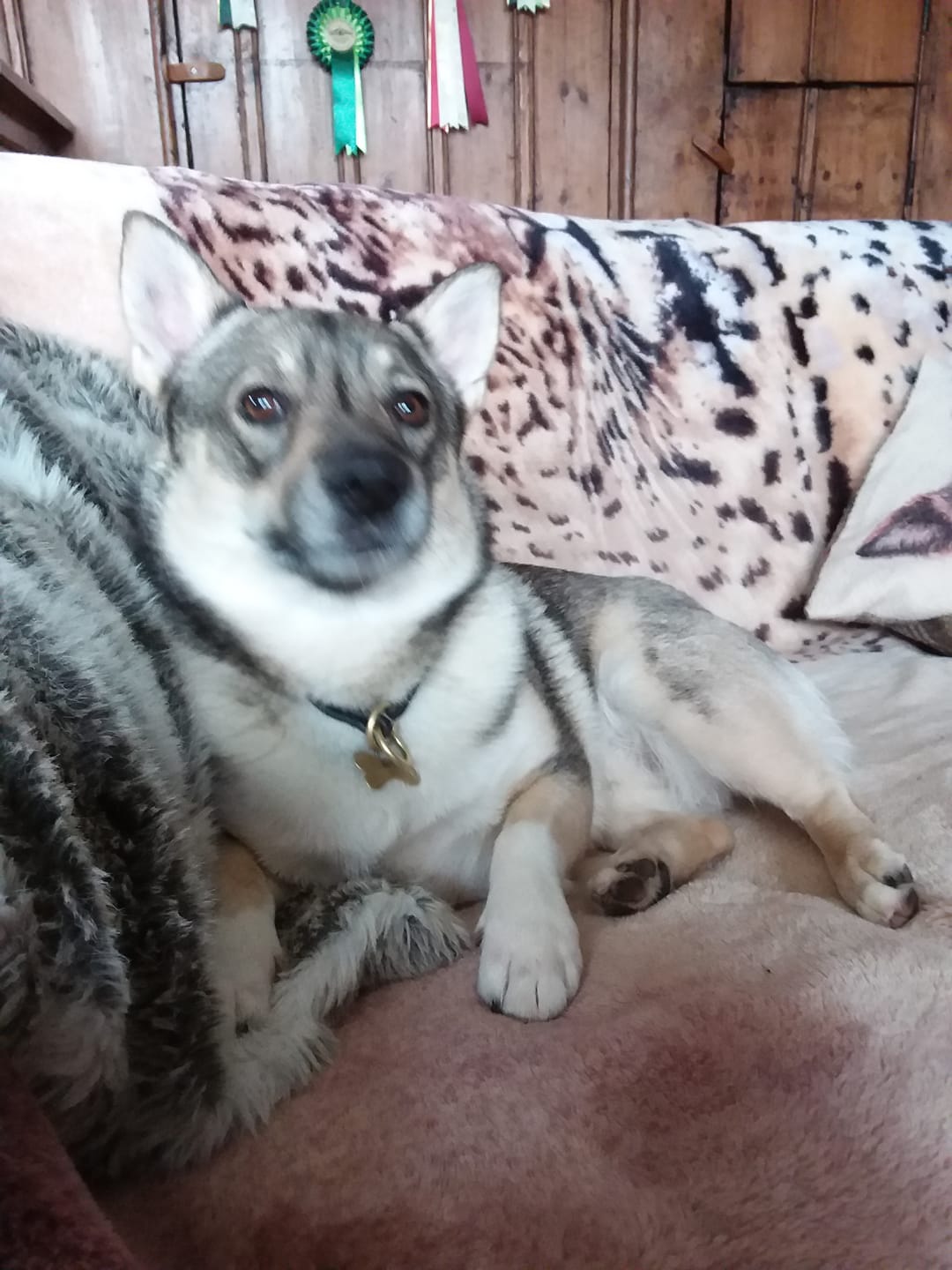 Customer photo review of Daily Dentals - Dog Treat
