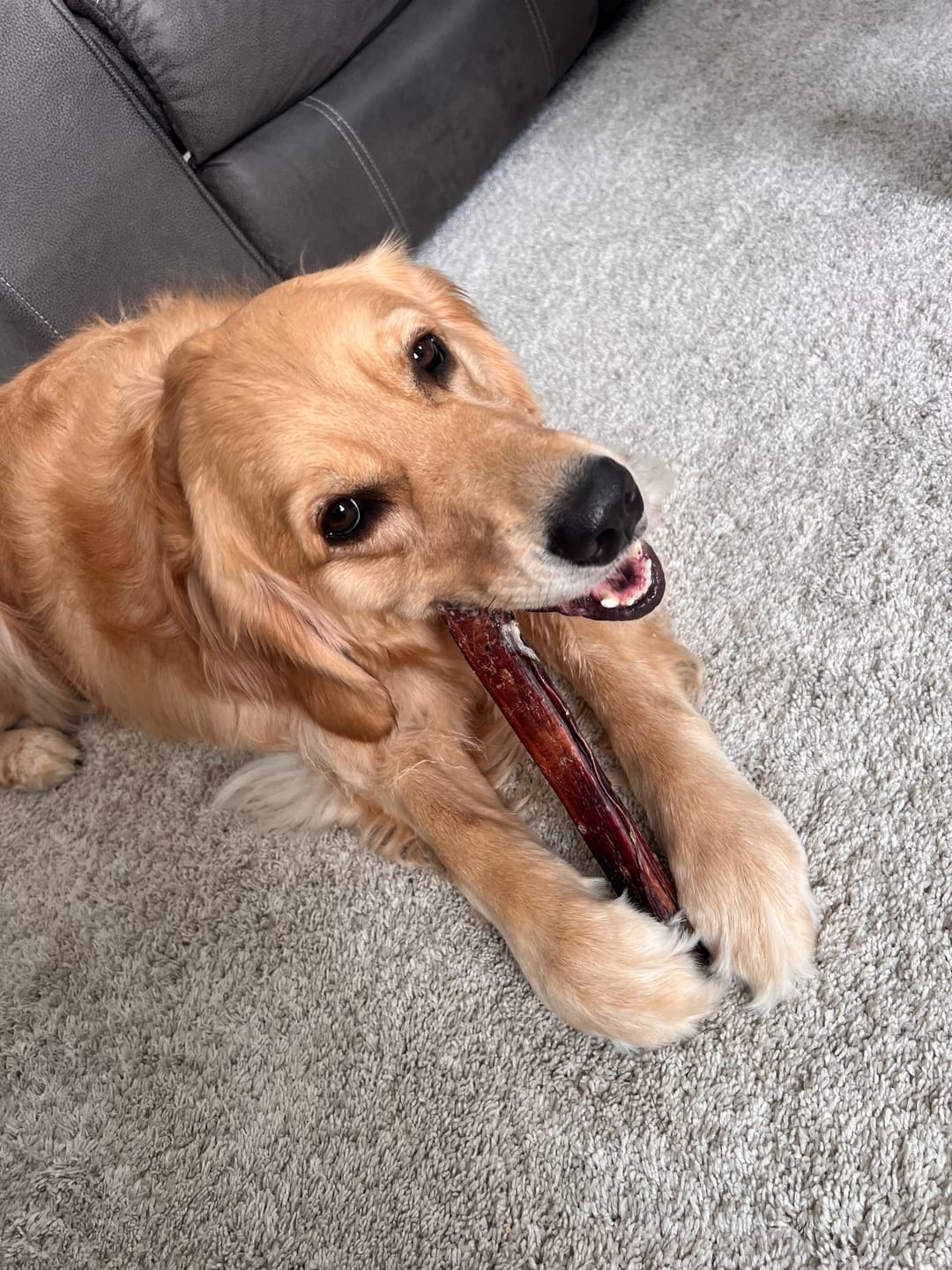 Customer photo review of 12 Inch Thick Braided Bully Stick