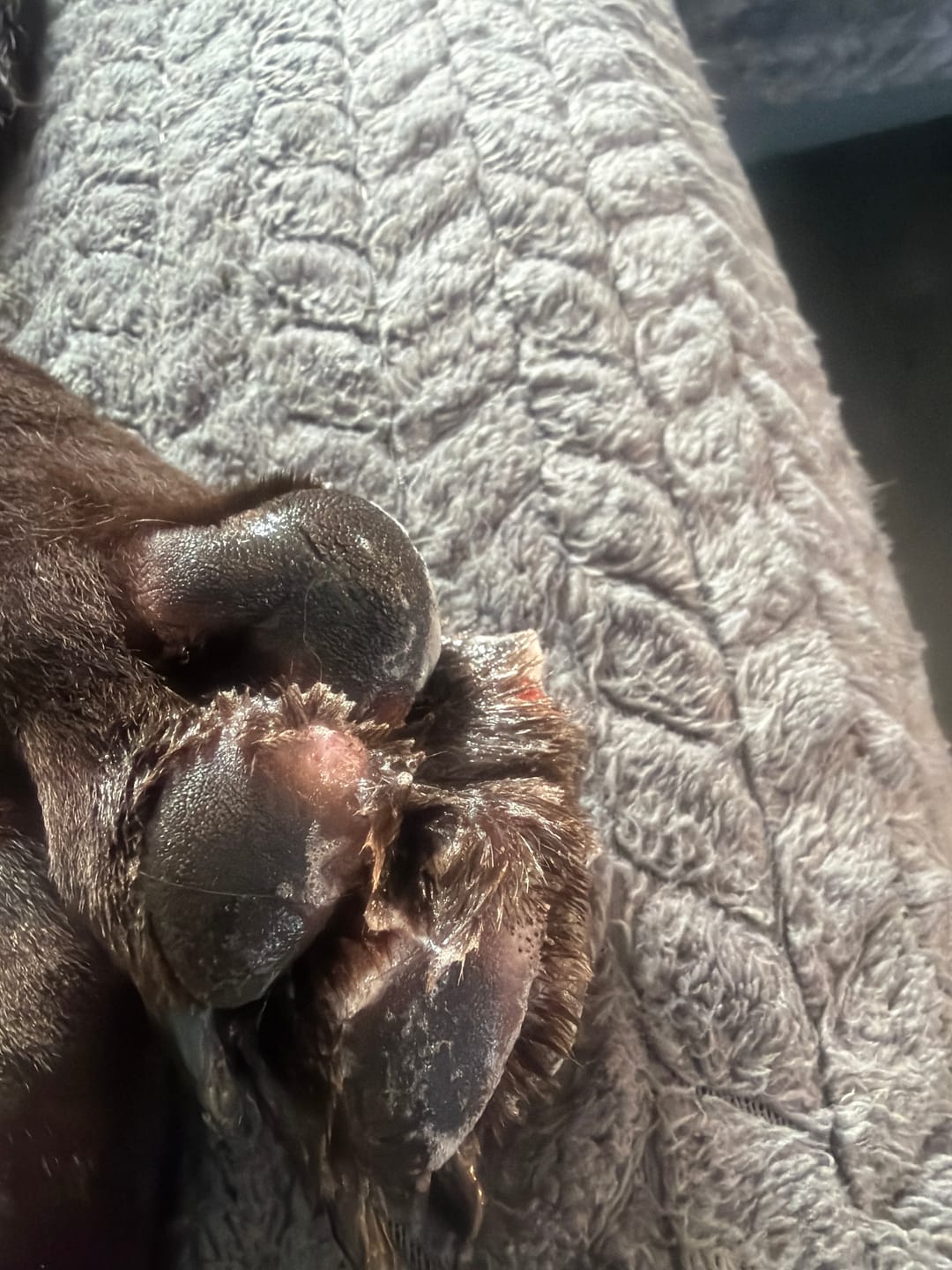 Customer photo review of Dog Gel
