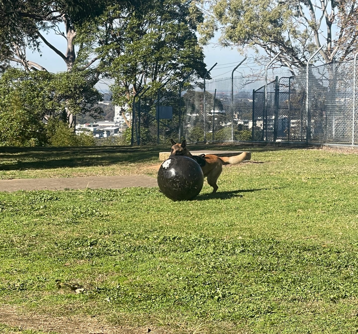 Customer photo review of Power Breed Herding Ball
