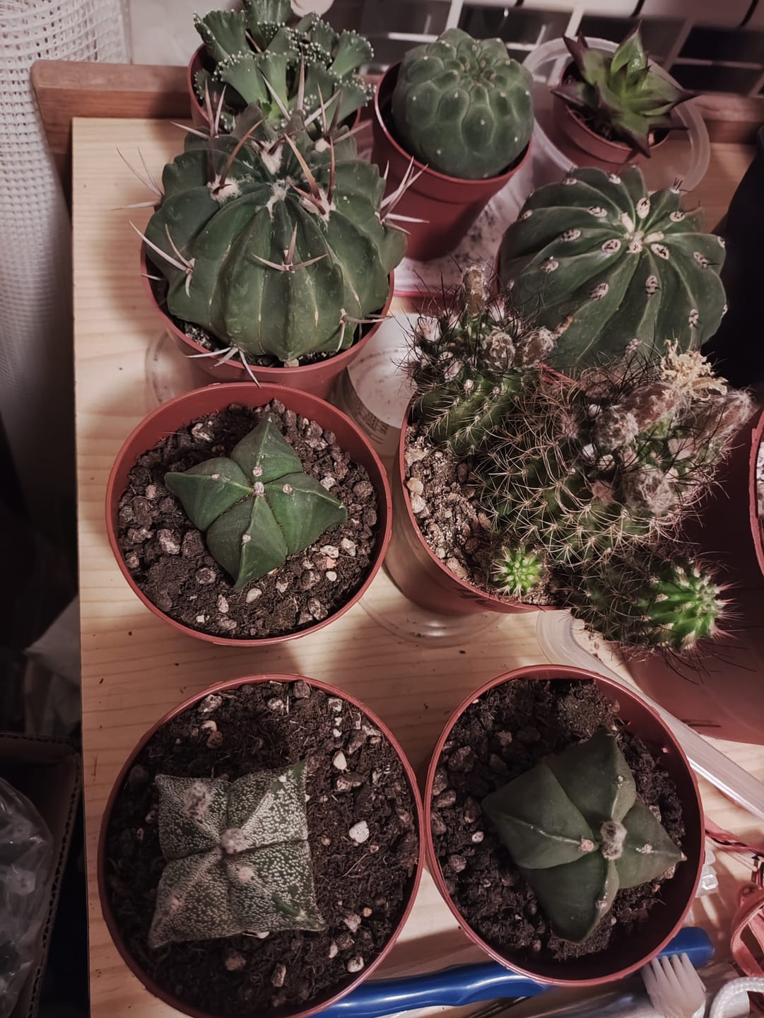 Customer photo review of Astrophytum myriostigma quadricostatum nudum