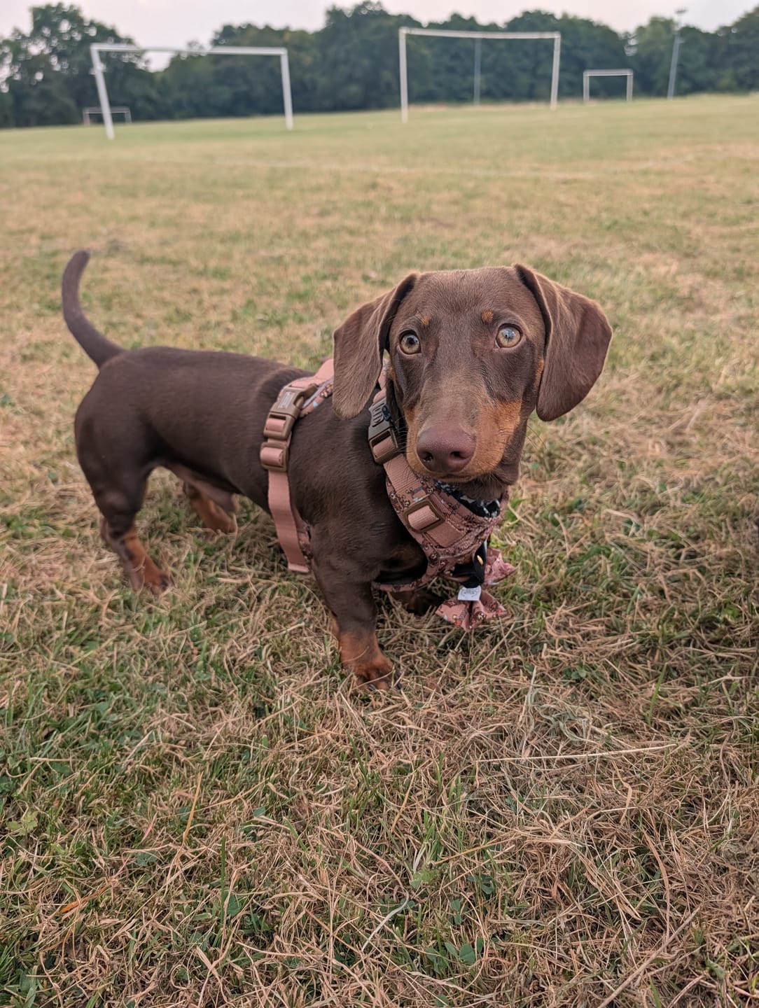 Customer photo review of Disney© Tough Trails™ Harness - Slinky