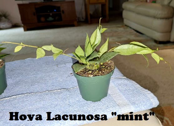 Customer photo review of Hoya lacunosa 'Mint'