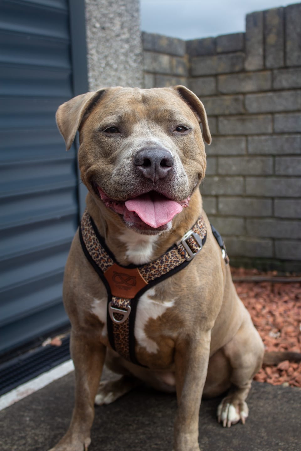 Customer photo review of Staffordshire Bull Terrier 1935® Harness & Leash Set - Leopard