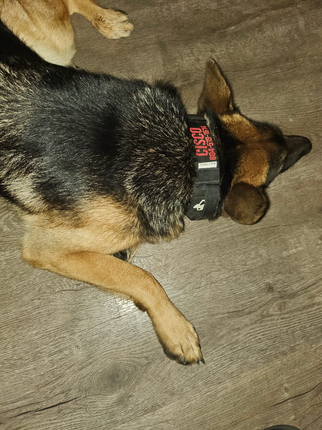 Customer photo review of Bully Proof Collar