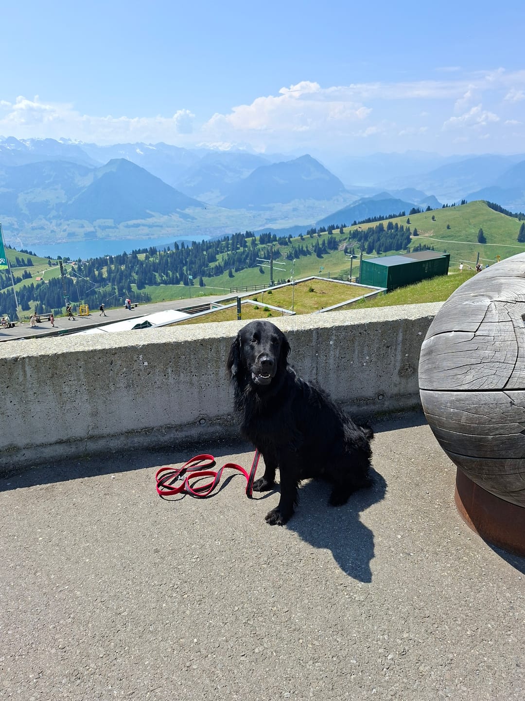 Customer photo review of DOG-ICE Banane