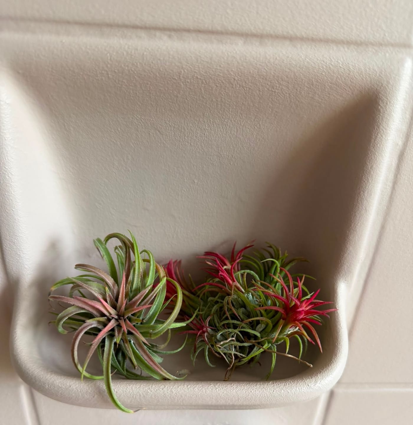 Customer photo review of Tillandsia ionantha 'Red Marble'