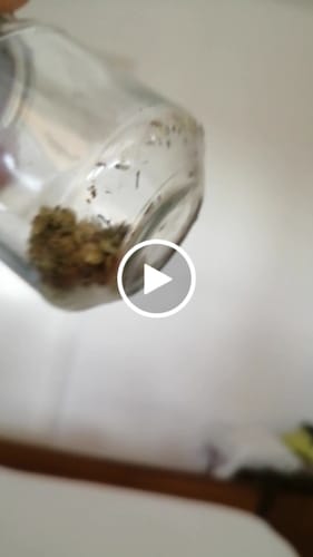 Customer video review of THC-A Flower White Russian