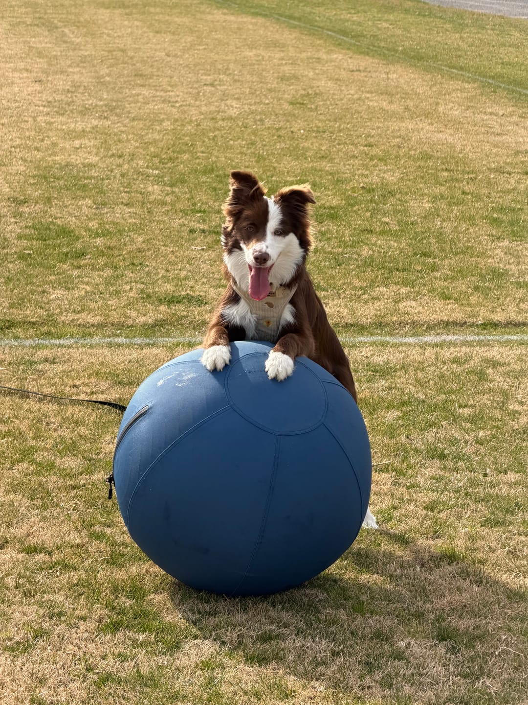 Customer photo review of Herding Ball