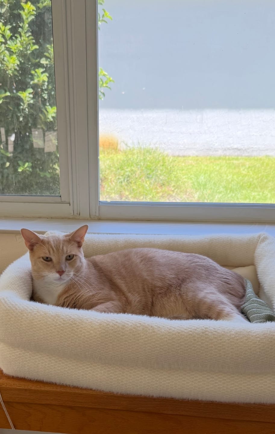 Customer photo review of Dubu Bed