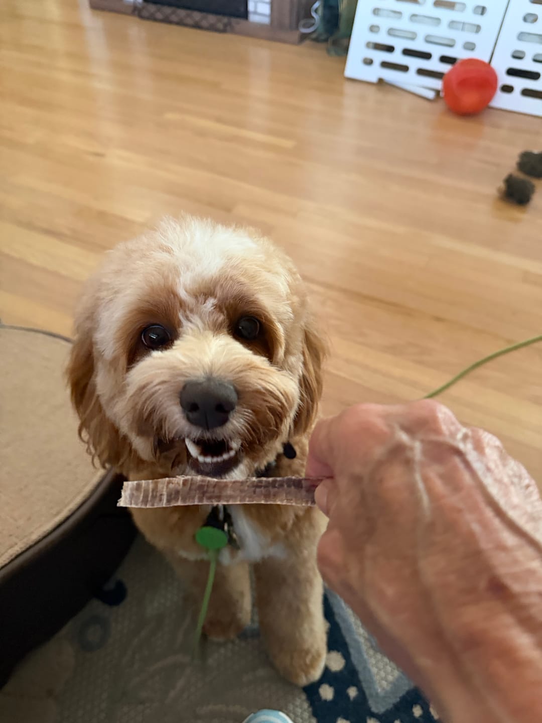 Customer photo review of Savannah Chewy Ostrich Tendon Mix (3oz): The Protein-Packed, Hypoallergenic Chew for All Dogs