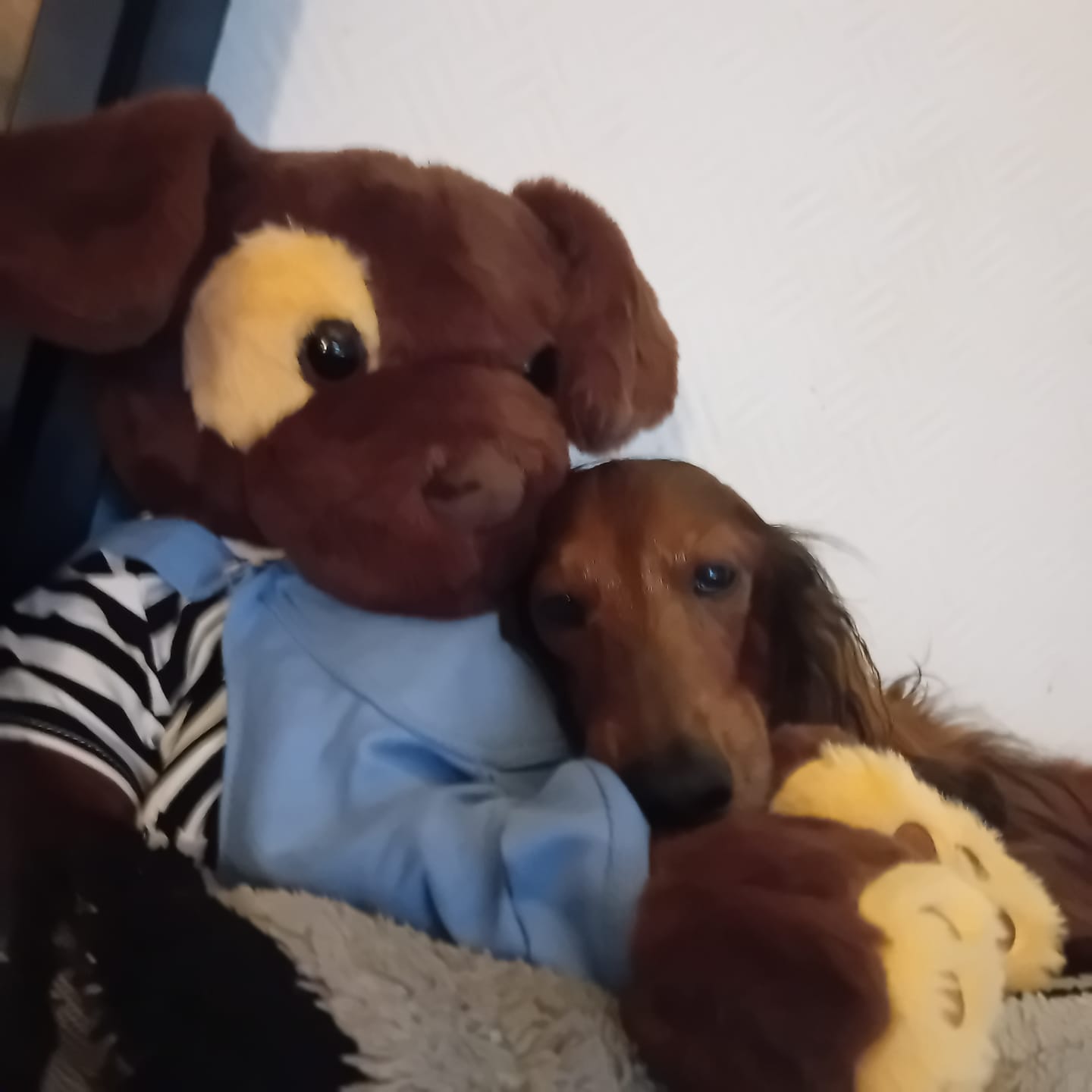 Customer photo review of Verzwaringsknuffel Hond 2,2 kg