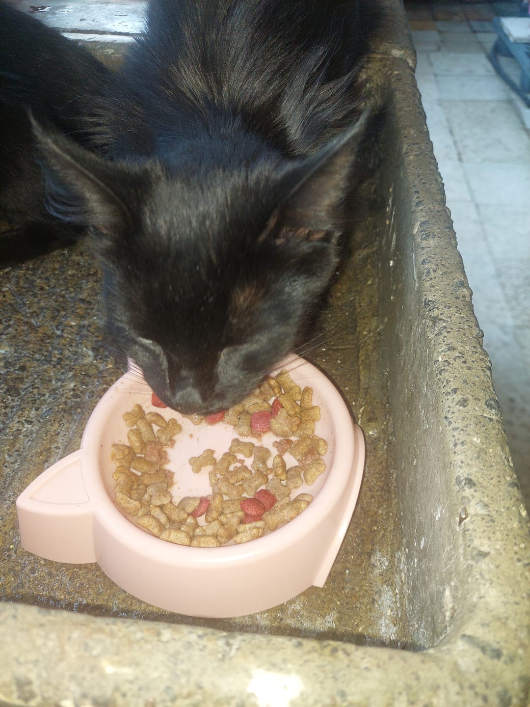 Customer photo review of CT4222 1 Pieza De Tazon De Plastico Para Mascota