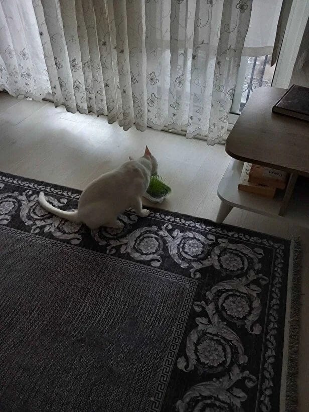Customer photo review of CatGarden™  Topraksız Kedi Çimi Yetiştirme Seti