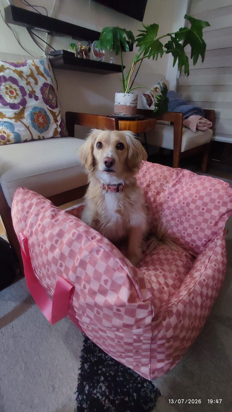Customer photo review of Asiento Primera Clase THE DOGS — Viajes seguros y cómodos