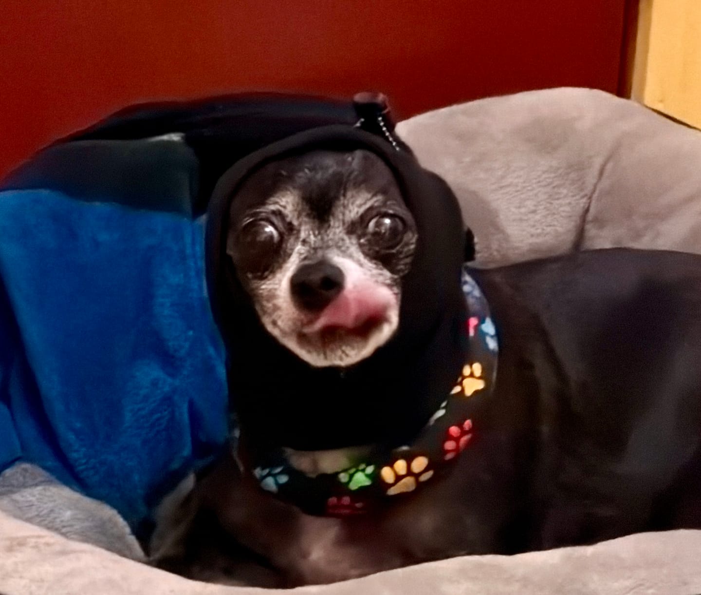Customer photo review of Anxiety Calming Dog Earmuff Protector