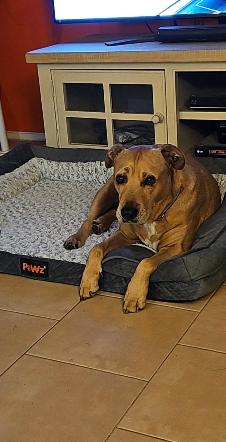 Customer photo review of Orthopedic Memory Foam Dog Bed