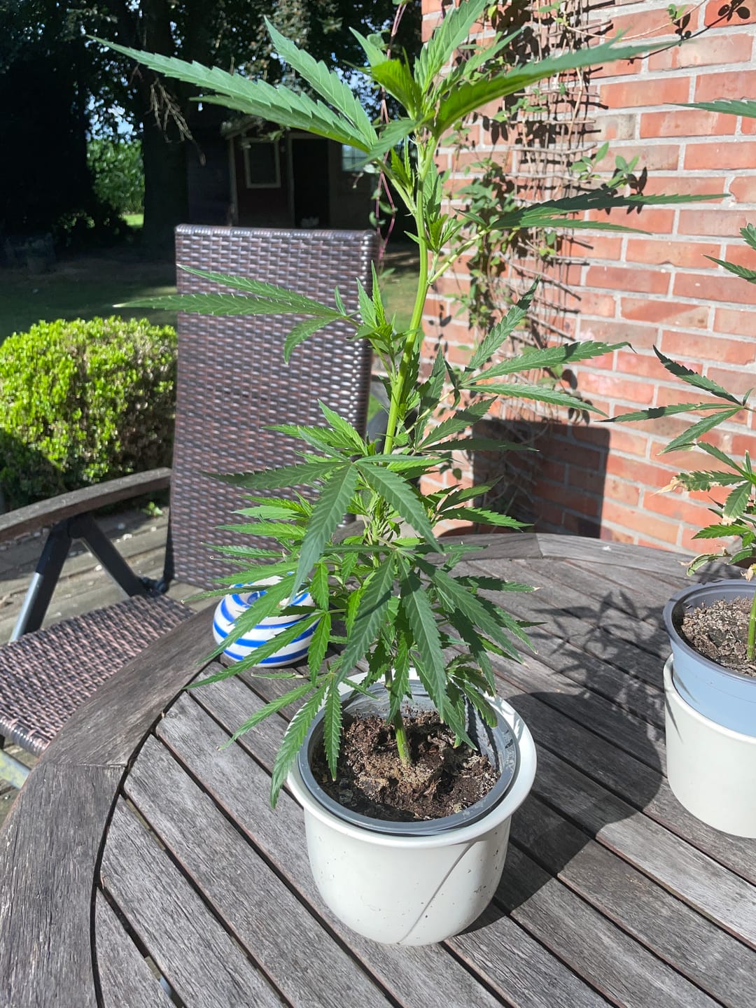 Customer photo review of Hanfstecklinge | Gorilla Zkittlez