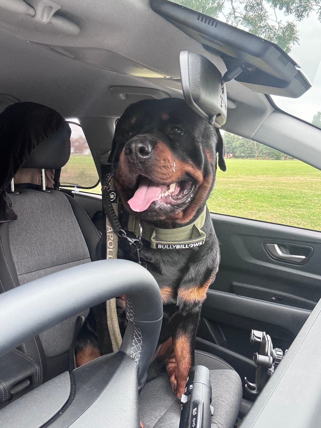 Customer photo review of 5cm Combat® Collar | With Handle & Secure Clip - Khaki