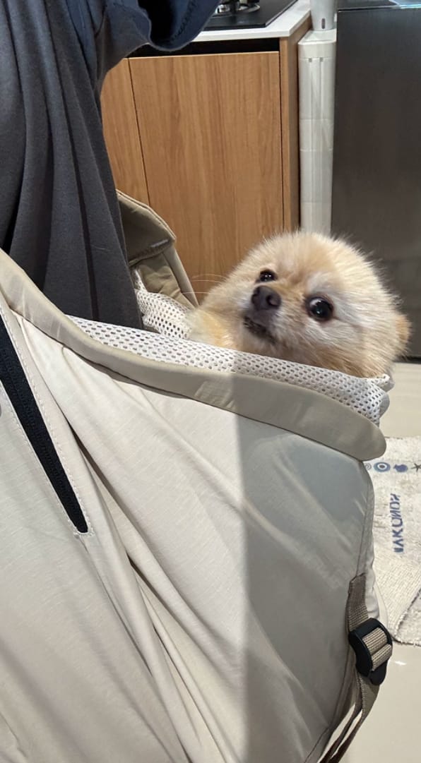 Customer photo review of Ergonomic Portable Hands-Free Pet Sling Carrier
