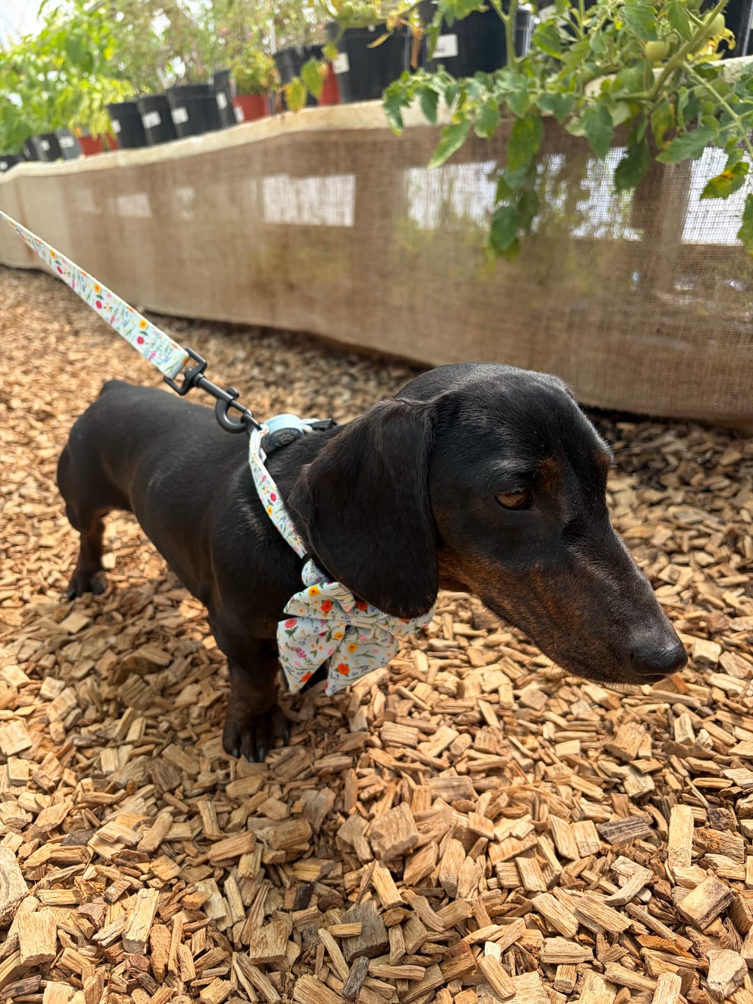 Customer photo review of Secret Garden Material Lead