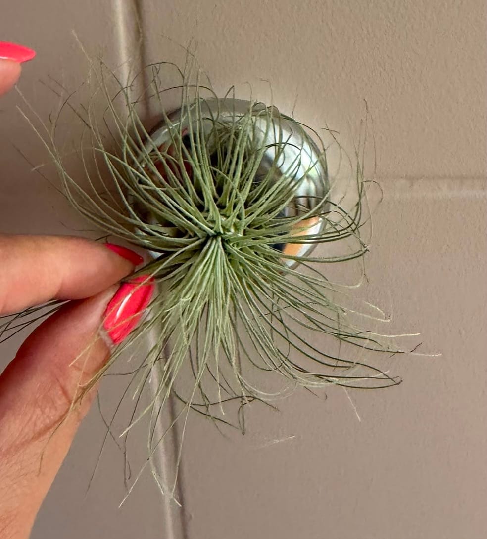 Customer photo review of Tillandsia argentea