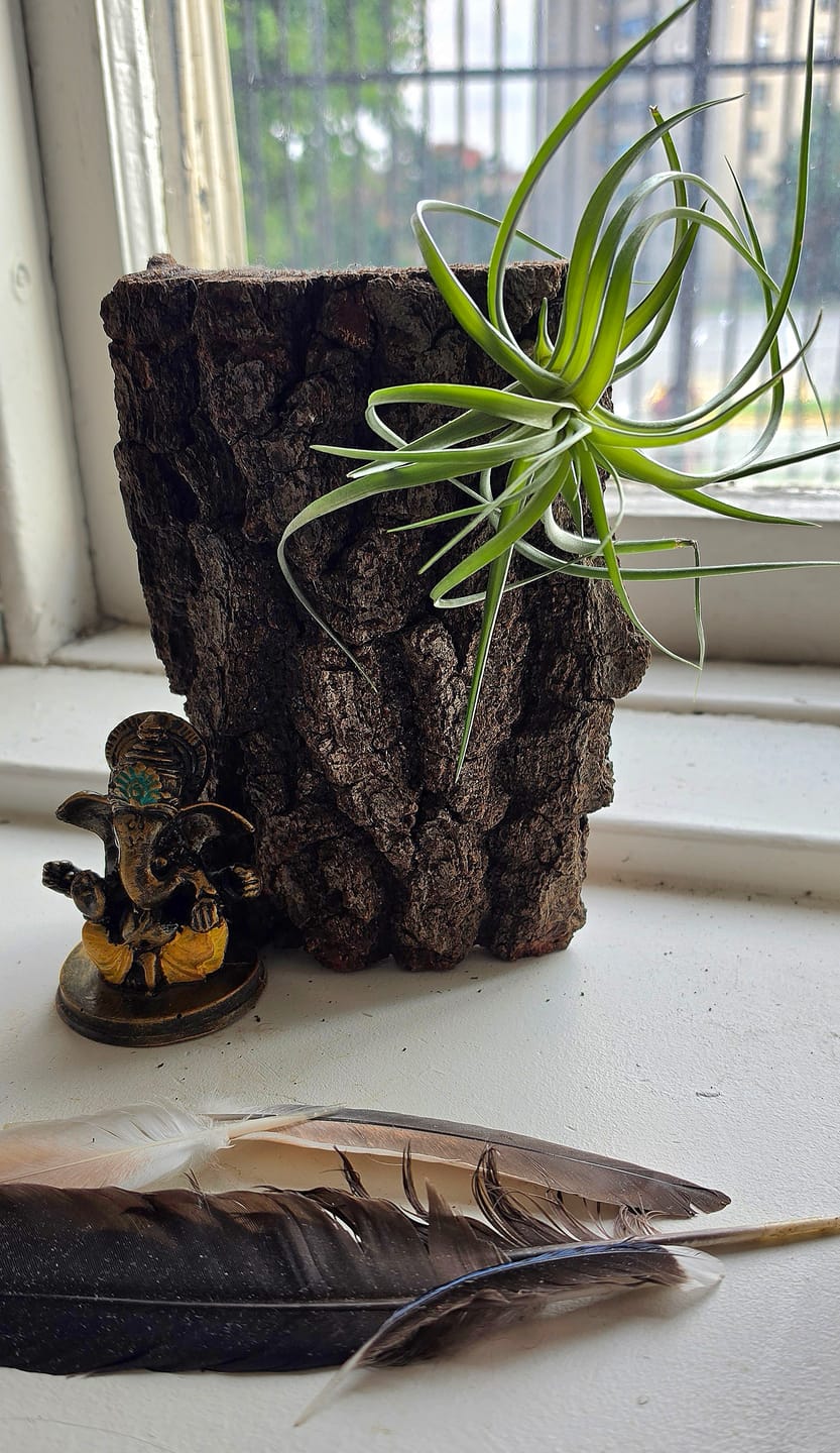 Customer photo review of 10 Pack Premium Air Plants Mix  *Cannot Be Shipped Internationally*