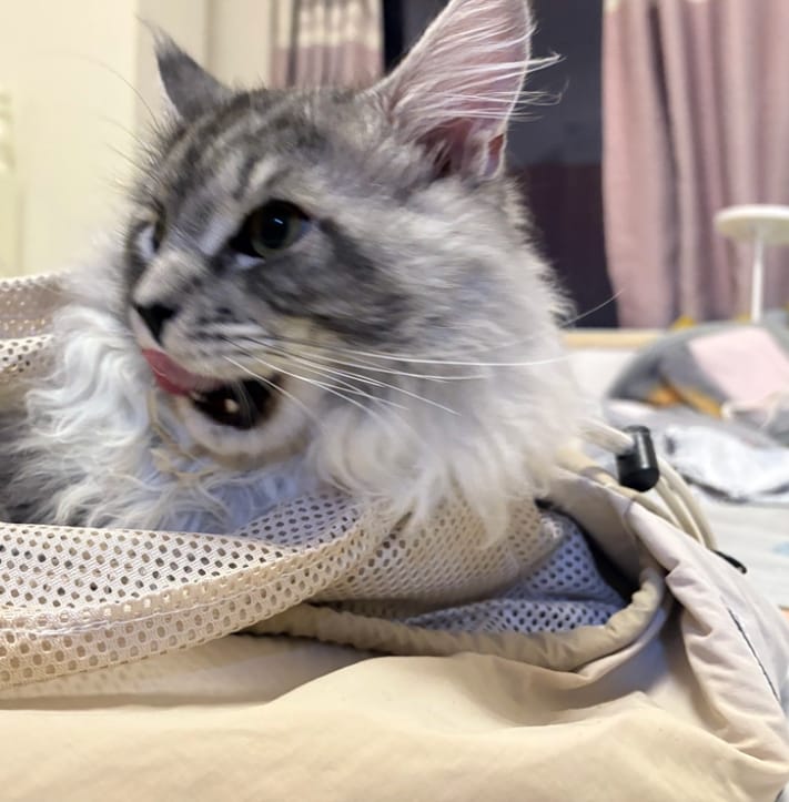 Customer photo review of Ergonomic Portable Hands-Free Pet Sling Carrier