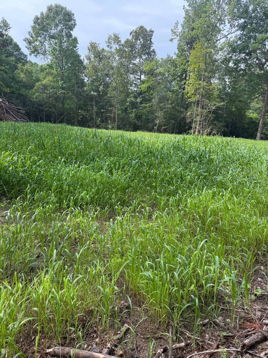 Customer photo review of Summer Bulk